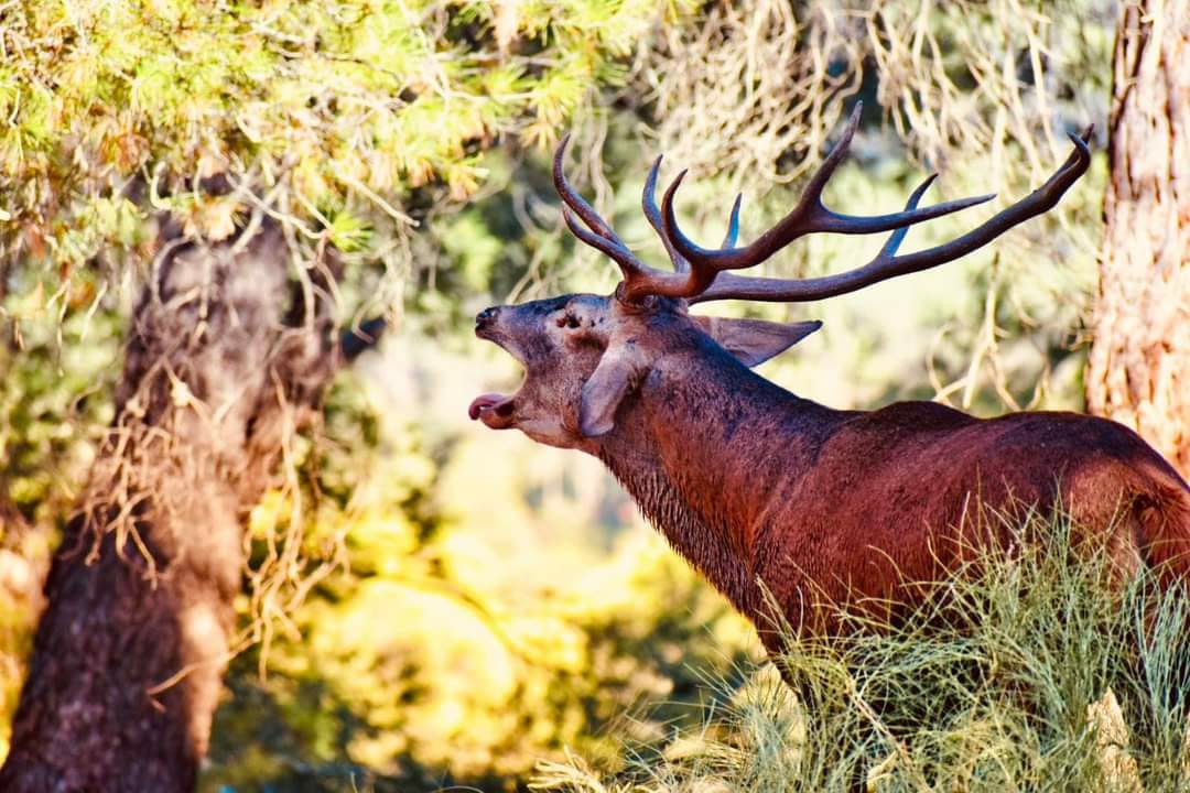 La provincia de Jaén es uno de los mejores lugares para disfrutar de la berrea del ciervo, ya que cuenta con varios espacios naturales donde habitan estos animales.

#jaen #jaenparaisointerior #parquesnaturalesjaen #turismonaturaleza #naturetourism #spain #conjdejaen #spanish