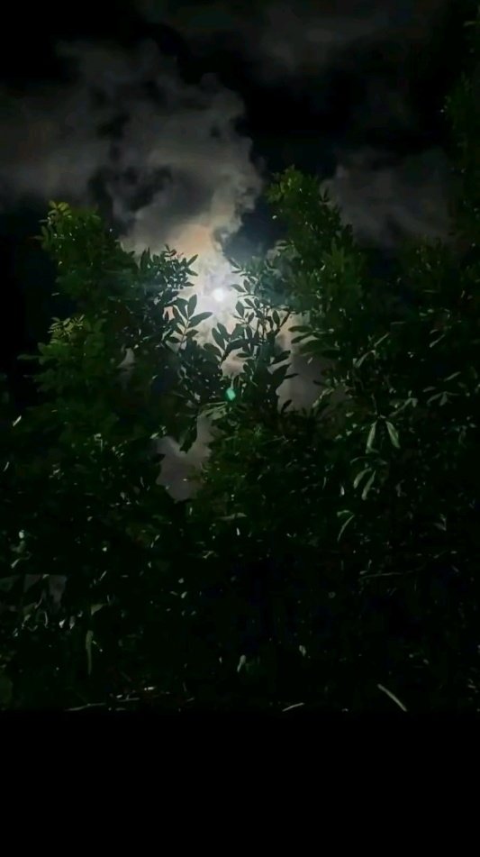 Taskeen Fatima tweet media