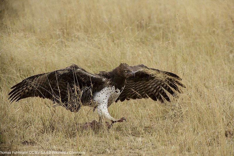 Predator becomes prey: Martial eagle predation of lion cubs in the greater Mara region, Kenya | doi.org/10.1002/ece3.7… | <a href="/Ecol_Evol/">Ecology and Evolution</a> | #ornithology