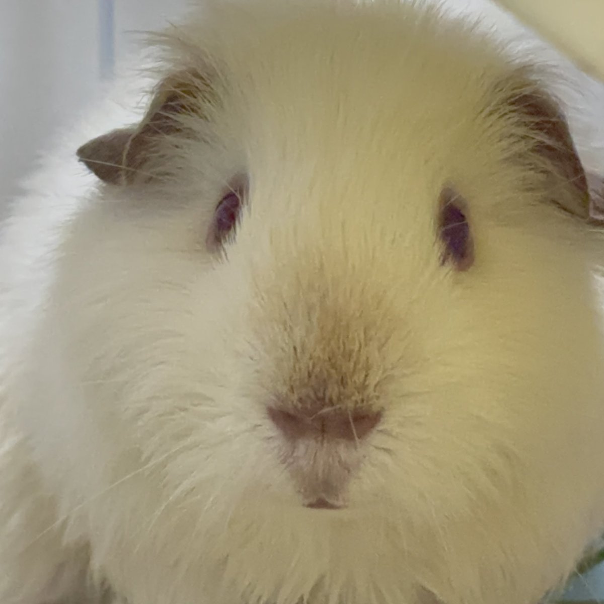 샤워후 고소한 우리 모찌와 이나코😚😚