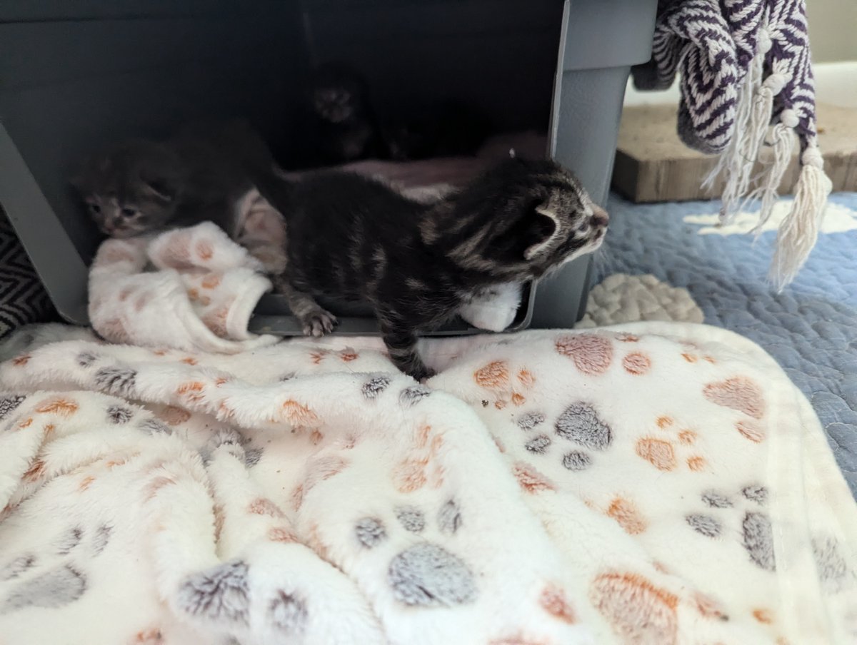 eric iggy @eciggy.bsky.social tweet media