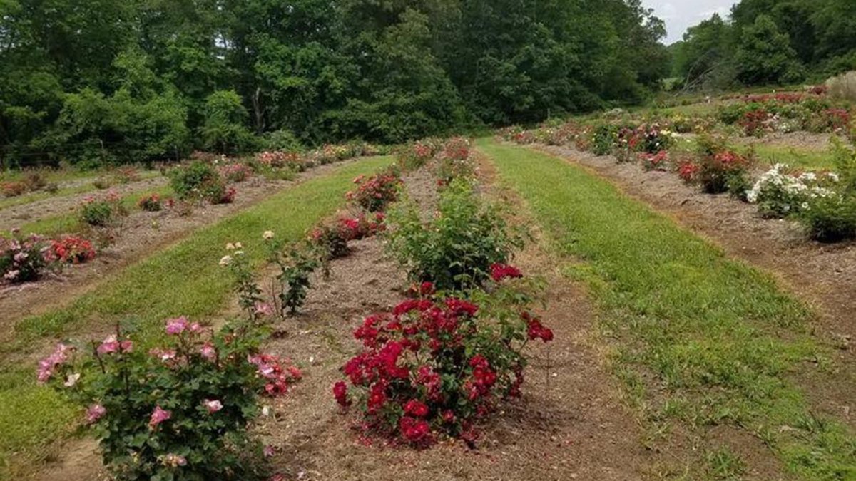 Ranabhat Nar (@utplantpathodoc) on Twitter photo 🌹The Ranabhat lab is growing with new members🌹! It's the time for some fall fun- sampling and data collection from our rose rosette varietal screening trails in Crossville, TN #RRD #sustainableroseproject <a href="/epp_tn/">UT Entomology & Plant Pathology</a> <a href="/SustainableRRD/">Sustainable Roses</a> <a href="/pokhrelaleena/">Alina Pokhrel</a> 🌹The Ranabhat lab is growing with new members🌹! It's the time for some fall fun- sampling and data collection from our rose rosette varietal screening trails in Crossville, TN #RRD #sustainableroseproject <a href="/epp_tn/">UT Entomology & Plant Pathology</a> <a href="/SustainableRRD/">Sustainable Roses</a> <a href="/pokhrelaleena/">Alina Pokhrel</a>