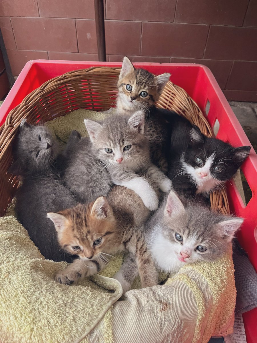 tako zgleda šest mladih mačk na kupu.