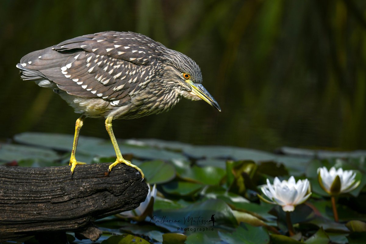 Le bihoreau et les nénuphars, comme une fable...

Car c'est un oiseau aux moeurs nocturnes qui sort de sa torpeur et s'anime au crépuscule, au moment où les nénuphars referment leurs fleurs ♡

#birdwatching