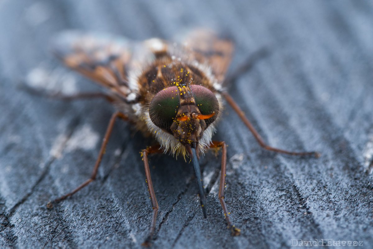 DavoSteveEst's tweet photo. Increíble la cantidad de artropodos que tiene el parque entrenubes 
#insectos #fotografiamacro #macro #araña #macrophotography #diptera #spider https://t.co/TkBFVoW7yc