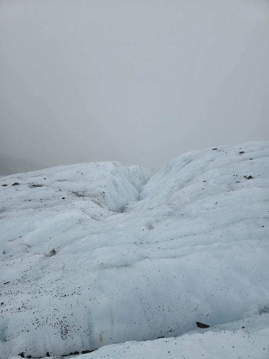 Lupellia tweet media