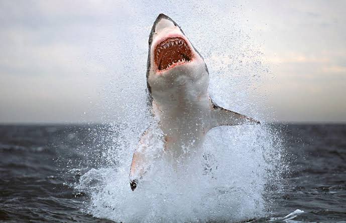 Les deseo un Feliz Día del Urgenciólogo
🏥 🚑 🩺 💉 

pero no a todos…

No a los que andan interconsultando a Cirugía para cualquier dolor de panza sin un dx presuntivo

No a los que cualquier TCE o hemorragia intracraneal le andan llamando al NeuroCx sin cumplir criterios