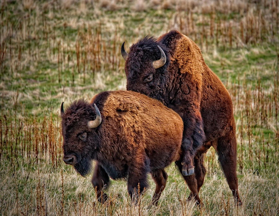 Dom Izzo's porn history