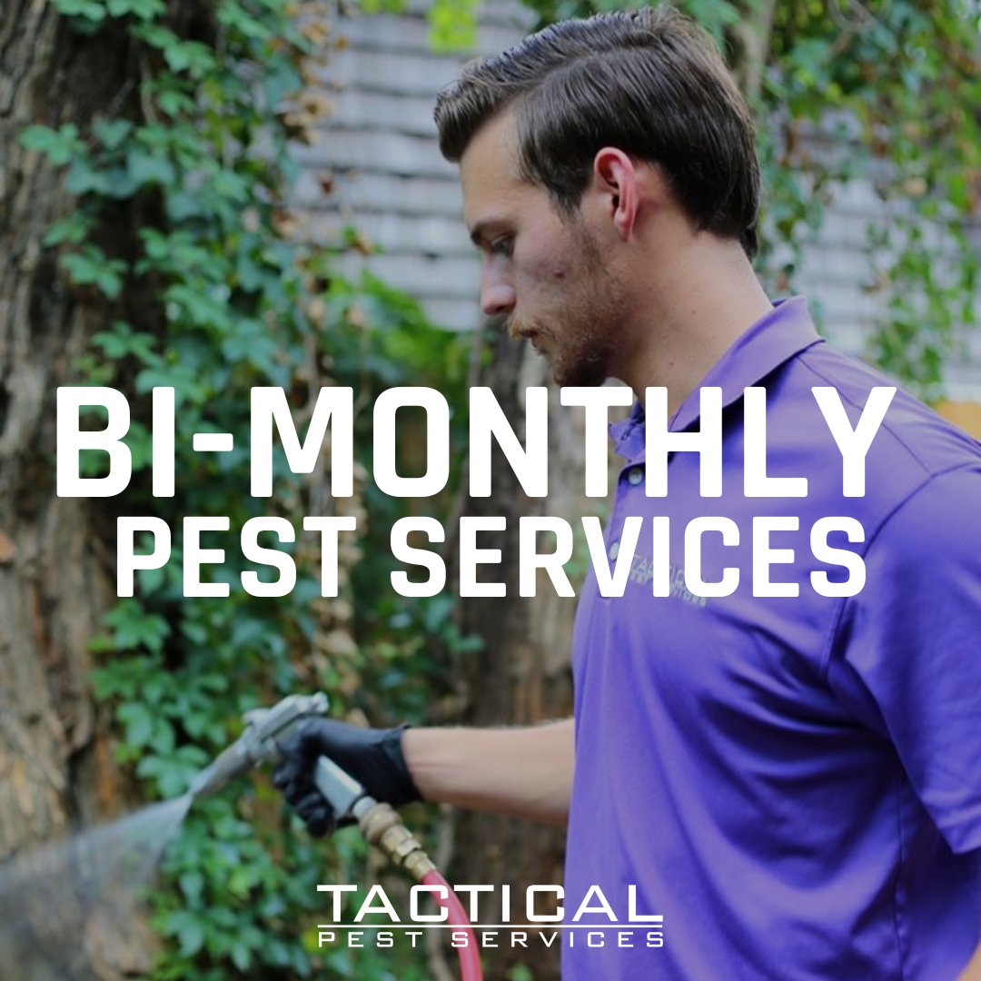 tacticalpest's tweet image. Say goodbye to ants, mosquitoes, and other unwelcome guests!🦟  Our bi-monthly pest control services keep your home pest-free and worry-free. Click the link to learn more about our recurring options! bit.ly/RecurringServi…  #TacticalPestSevrices #RecurringServices #DFW