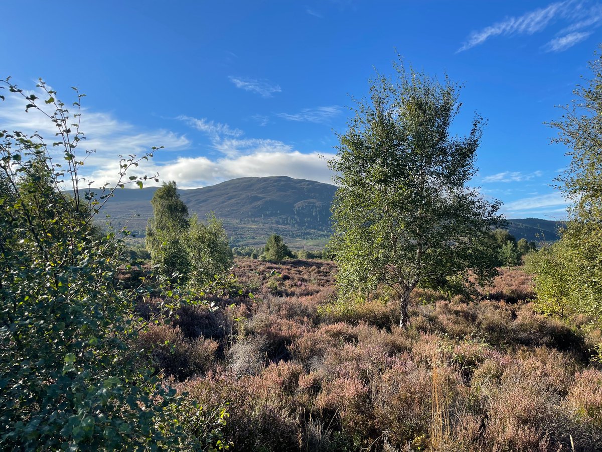 When you tell people you're moving to Scotland, they always mention the rain and the midges... not this!