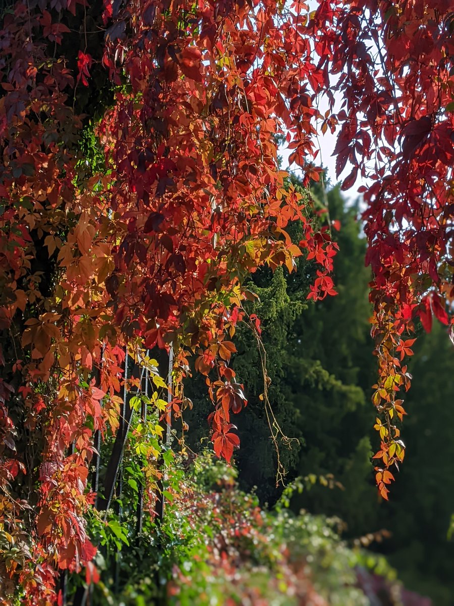 AmericanMuseum's tweet photo. Some of our favourite signs of autumn – 
🍁 the flush of colour on the magnificent Virginia creeper in the garden
🥣 the instinctive need for homemade soup with a cheese scone when you go into the deli
😍 the thought of getting wrapped up in an American quilt on a cool day https://t.co/RiXTFn6Ok4