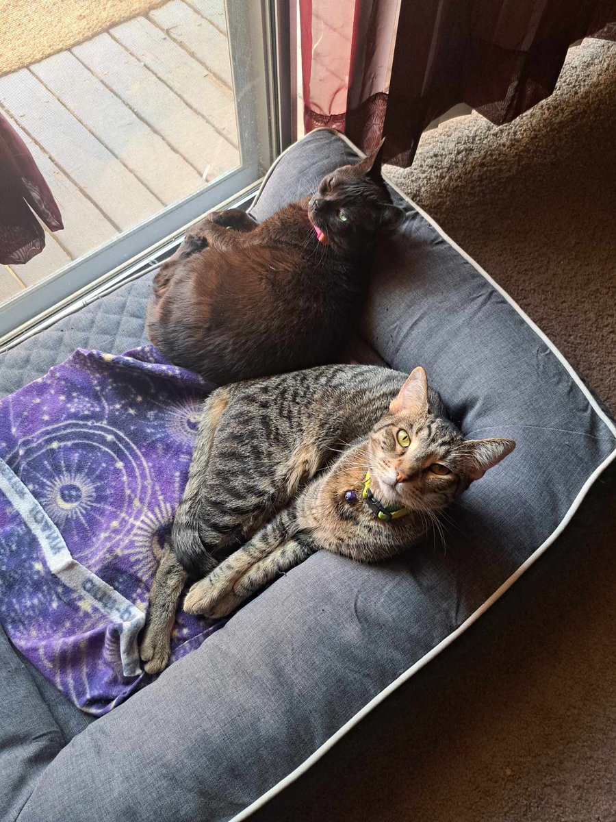 FearlessKitty12's tweet photo. ADOPTION FOLLOW UP - SMOKEE
He is honestly the sweetest boy.  He quickly bonded to his big sister Ravioli and hates being separated from her.  He has gotten her to open up so much, they both play and nap together. Thank you again for running such a wonderful rescue! https://t.co/Q9Q4WS72qu
