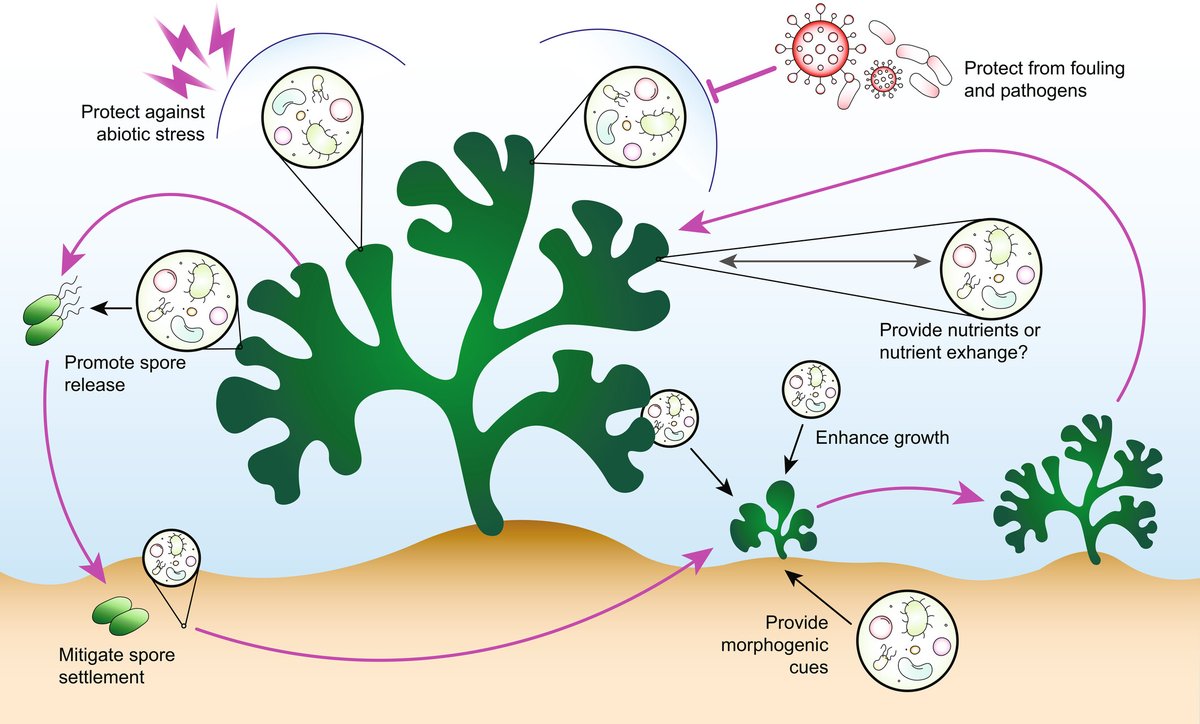 New Phytologist (@newphyt) on Twitter photo #Viewpoint: Progress and future directions for #seaweed holobiont #research
<a href="/sahamahasweta/">Dr Mahasweta Saha</a> et al.
👇
📖 nph.onlinelibrary.wiley.com/doi/10.1111/np…
#LatestIssue <a href="/wileyplantsci/">Wiley Plant Science</a> #Viewpoint: Progress and future directions for #seaweed holobiont #research
<a href="/sahamahasweta/">Dr Mahasweta Saha</a> et al.
👇
📖 nph.onlinelibrary.wiley.com/doi/10.1111/np…
#LatestIssue <a href="/wileyplantsci/">Wiley Plant Science</a>