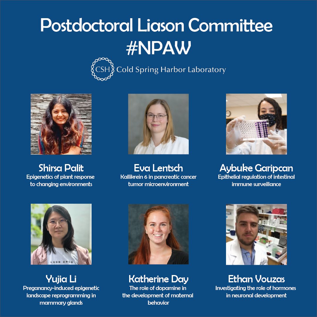 As National Postdoc Appreciation Week continues, we’d like to thank our Postdoctoral Liason Committee @pdlccshl1 for their gracious contributions to the CSHL postdoc community! This is the team and their areas of study. 🧵(1/3) #NPAW2024