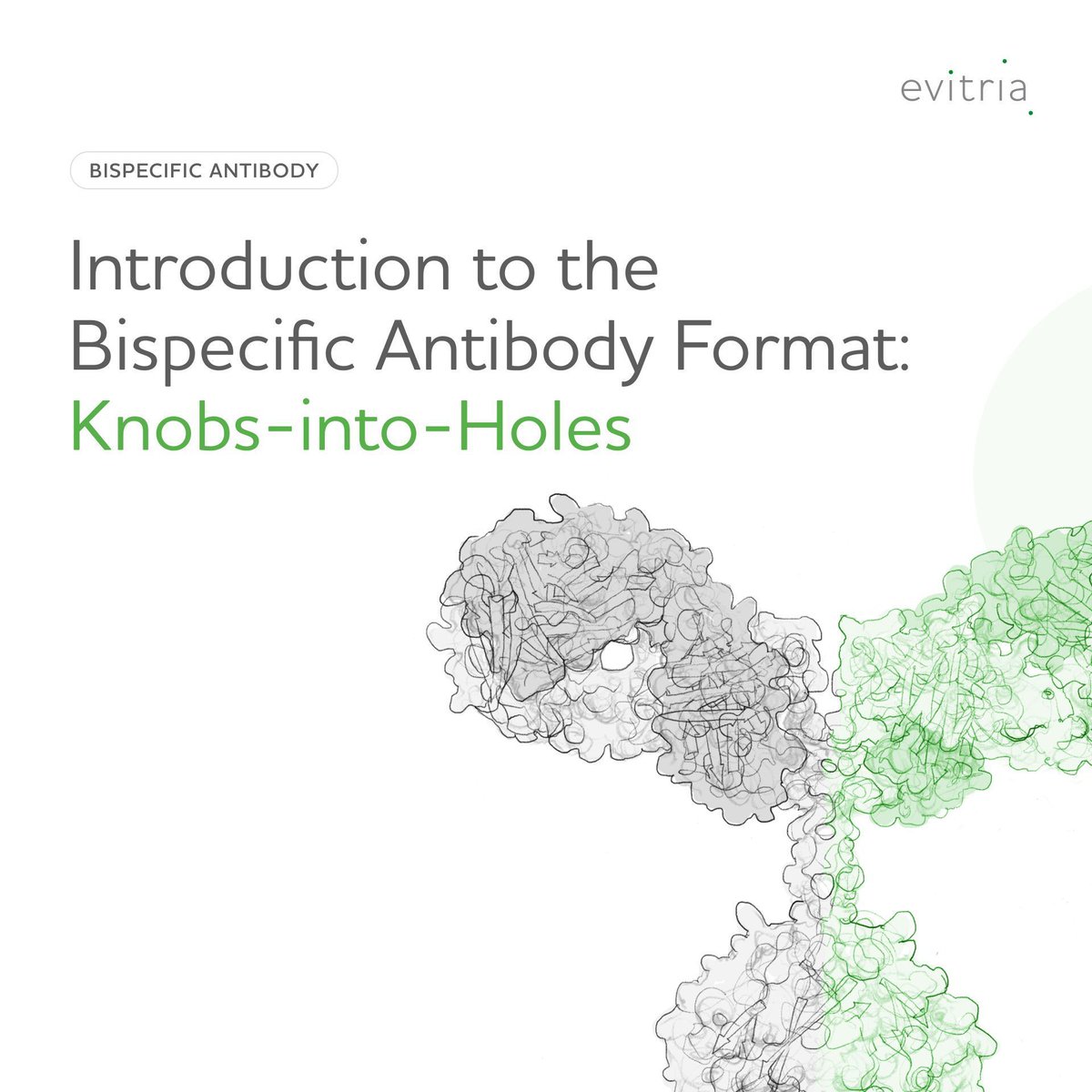 evitria_ag's tweet photo. Knobs-into-Holes technology enhances bispecific antibody development by preventing homodimerization, ensuring specificity and stability. Despite requiring specialized purification, KIH improves antibody purity. At evitria, we apply KIH to optimize bispecific antibody projects. https://t.co/X7Rqc0b13y