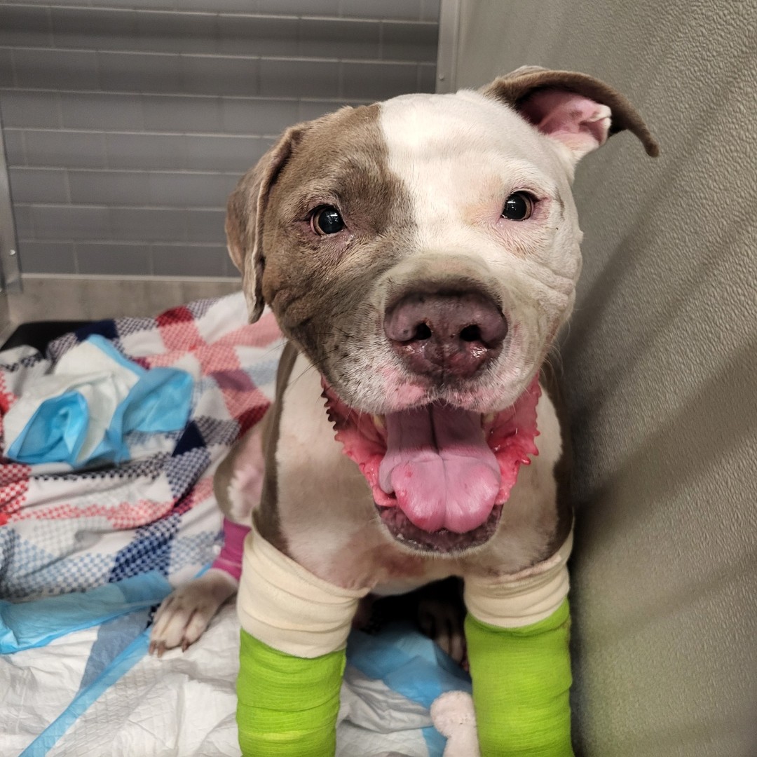 VEGERforpets's tweet image. Meet Zander, the bravest pup at VEG Brentwood, MO! 🐶❤️ 

If you couldn&apos;t tell - this is him post-dog attack. Fixed up and still full of joy. 🥹

#vegolution #pethospital #dogattack