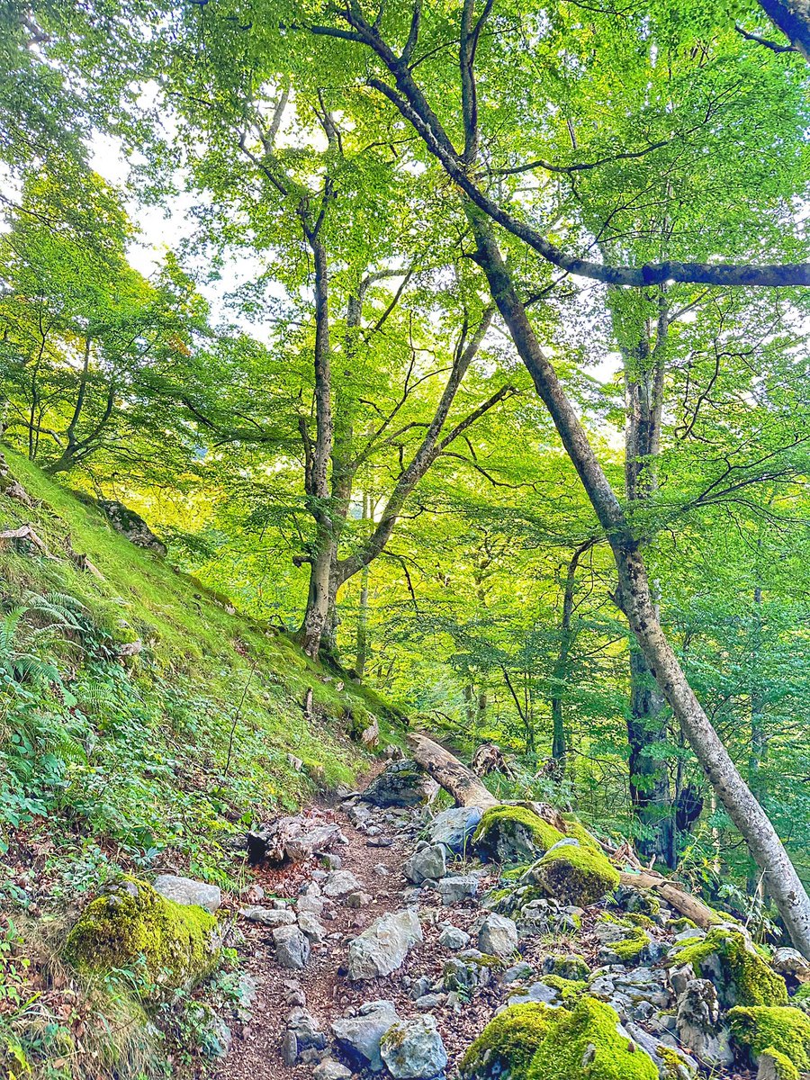 BangoHector's tweet image. Lo bueno de algunos viajes de trabajo es que te permiten escapar cuando acaba la jornada a lugares maravillosos, donde una vez fuiste feliz 
📍Parque Natural de Redes, Asturias
#Autumnvibes