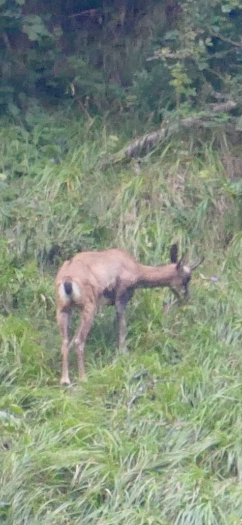 BangoHector's tweet image. Lo bueno de algunos viajes de trabajo es que te permiten escapar cuando acaba la jornada a lugares maravillosos, donde una vez fuiste feliz 
📍Parque Natural de Redes, Asturias
#Autumnvibes