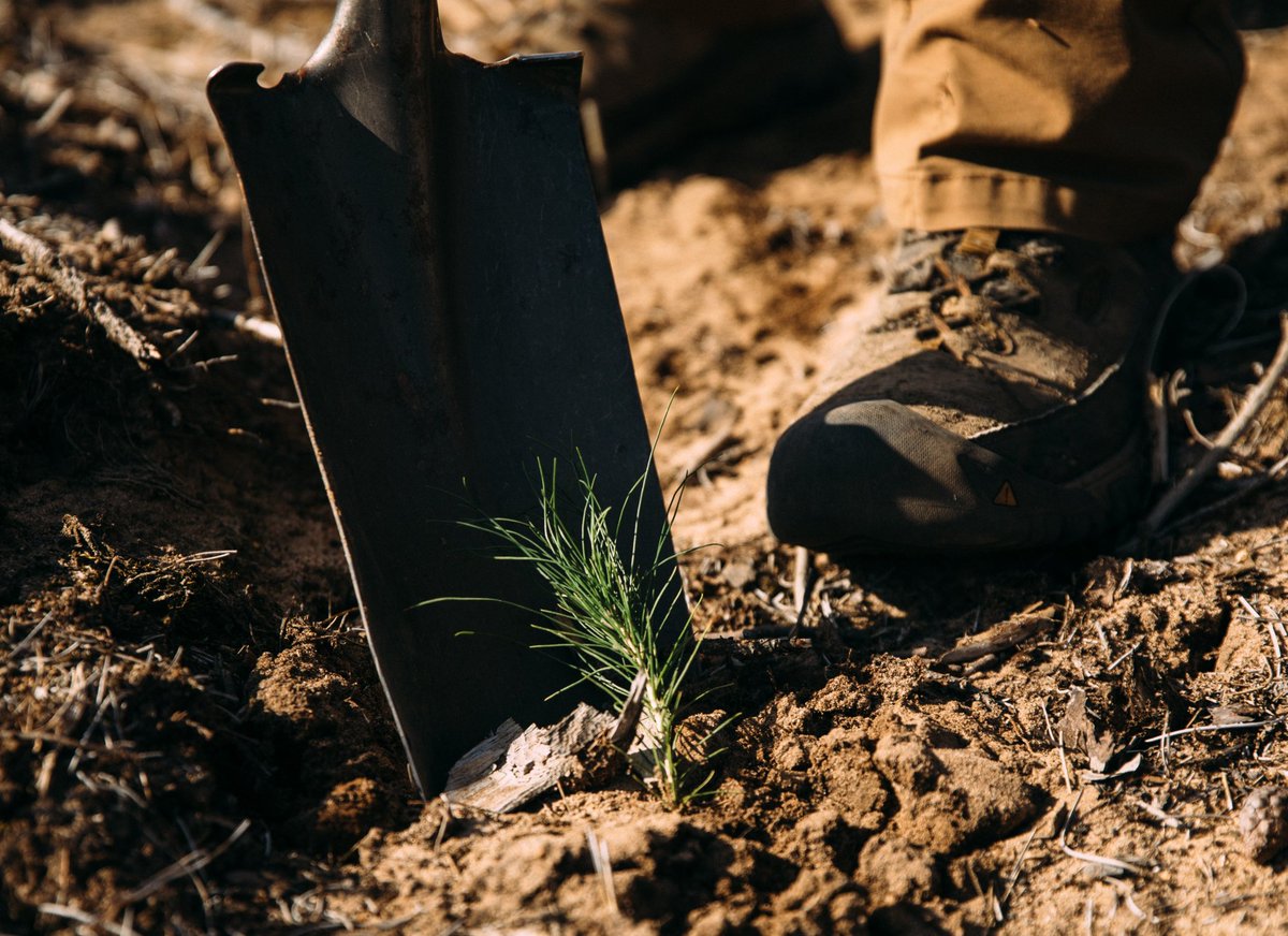 arborday's tweet photo. Every. Tree. Counts. https://t.co/W1kXxz0Yks