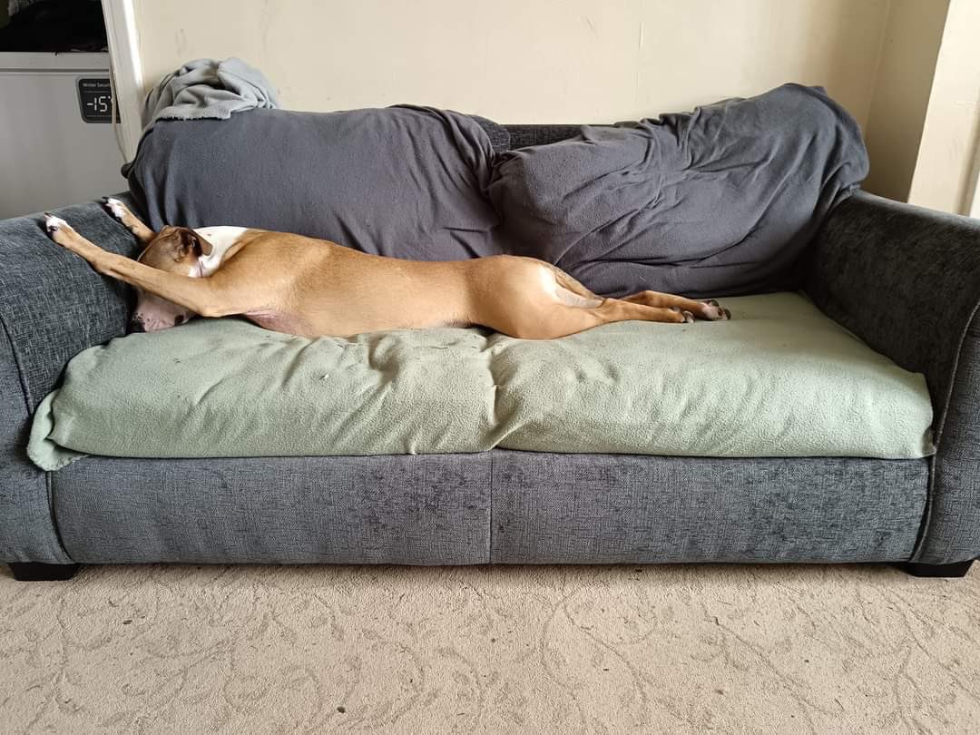 WeRateDogs tweet media