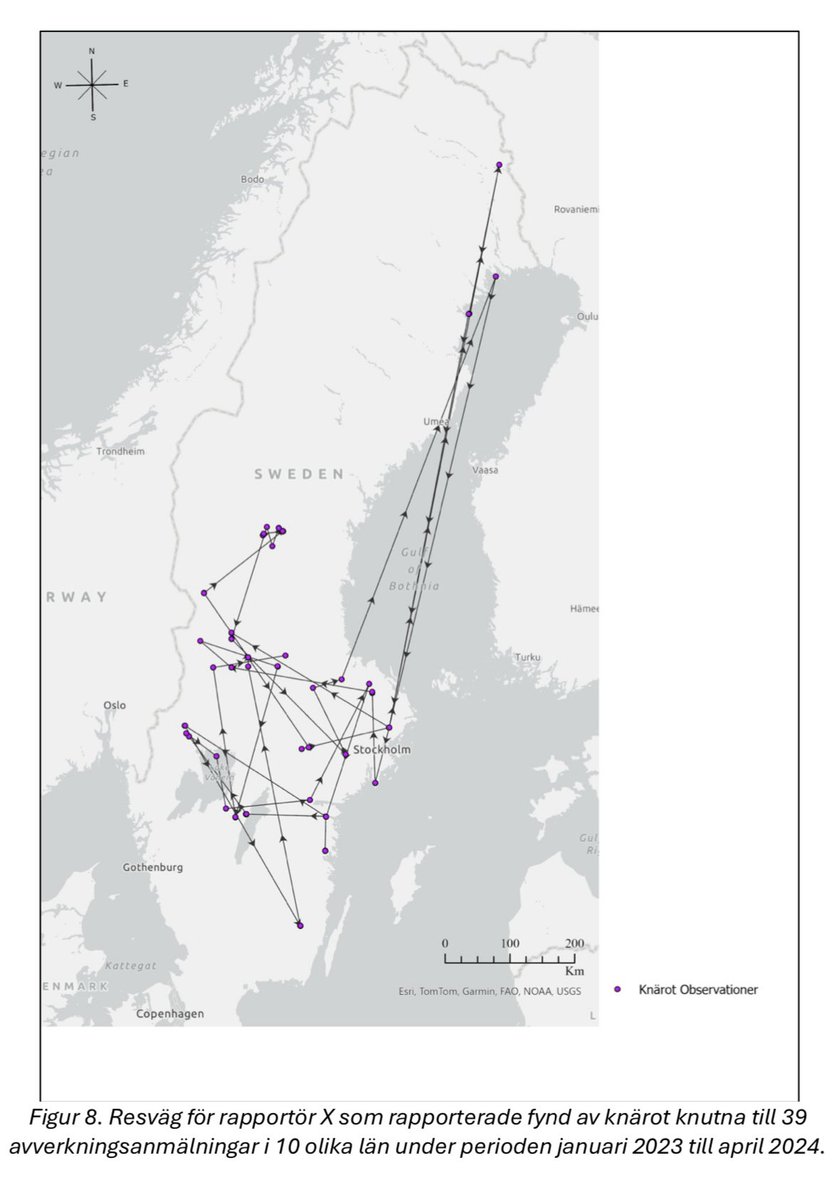 pholmgren's tweet photo. Artportalen har 100000 rapporter om förekomst av knärot från 100tals rapportörer.

En mycket stor andel är gjorda de senaste åren i avverkningsanmäld skog.

Vissa rapportörer är mycket flitiga. En rapporterade från 39 avvobjekt i 10 län på 16 månader.

https://t.co/rKTCHSmlDV https://t.co/Ioz9b3eFDE