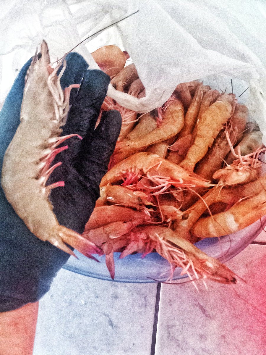 Bu Sezon Orta Boy Karidesler bildigin JUMBO gibi olmus Harika 😯👏👍