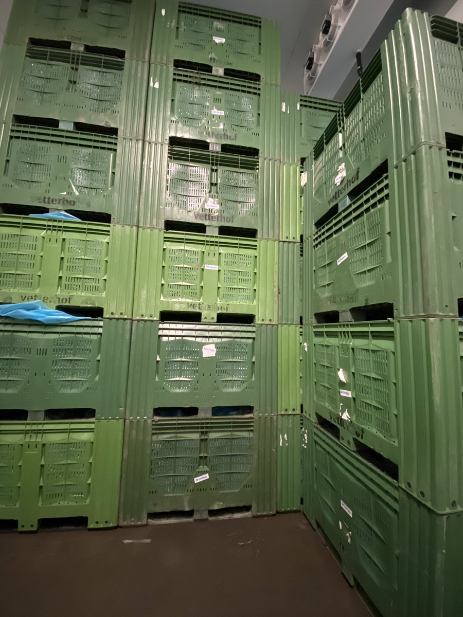 Rheintaler Rübli 🥕 sind ja bekanntlich die besten und wir haben heuer reichlich davon 🤩