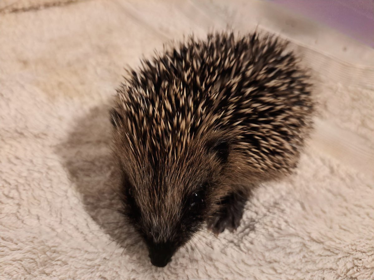 CaerphillyHog's tweet image. Meet Pumpkin! He came to us on 16/9, 114g. He&apos;s about 3 weeks old and was found out in the day on his own. He was  very dehydrated on arrival.  Pumpkin is currently on specialist formula, puppy mousse and soaked biscuits. 🤞🦔❤️
#hedgehogs #hoglets #wildlife #pumpkin