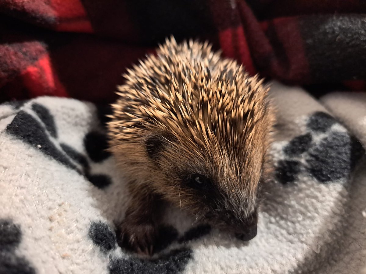 CaerphillyHog's tweet image. Meet Pumpkin! He came to us on 16/9, 114g. He&apos;s about 3 weeks old and was found out in the day on his own. He was  very dehydrated on arrival.  Pumpkin is currently on specialist formula, puppy mousse and soaked biscuits. 🤞🦔❤️
#hedgehogs #hoglets #wildlife #pumpkin