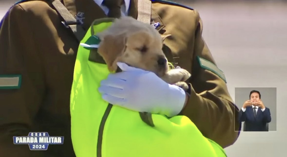 Te quiero mucho pequeño y honesto servidor de la patria 🥹 🇨🇱 #ParadaMilitar2024