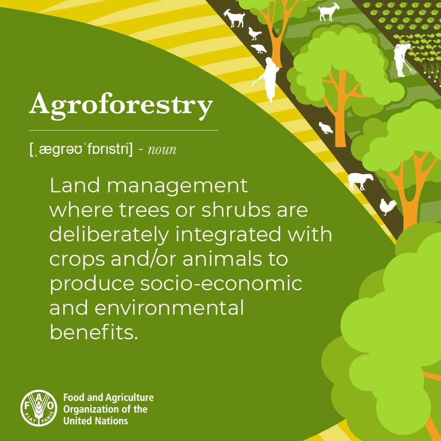 UNBiodiversity's tweet photo. #DidYouKnow   

#Agroforestry systems can reach 50 to 80% of the biodiversity of natural forests. 🌿

Learn more about @FAO’s work on #agroforestry here 

👉https://t.co/HiFOR2tALT https://t.co/Tg9F8Uqytw