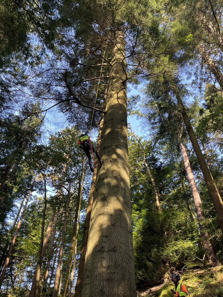 Judy Hobson (@judyhobson01) on Twitter photo Is this still the tallest Grand Fir in England? The National Trust have brought along their longest tape measure! <a href="/BBCNWT/">BBC North West</a> Is this still the tallest Grand Fir in England? The National Trust have brought along their longest tape measure! <a href="/BBCNWT/">BBC North West</a>