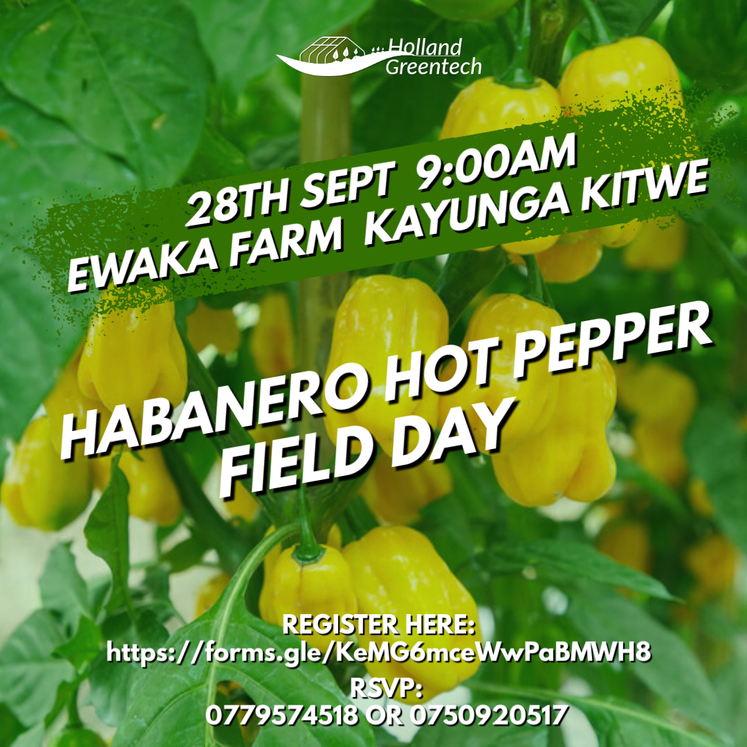 HgtUganda's tweet photo. Join us at Ewaka Farm, Kitwe on 28th September for an in-depth session on growing Habanero hot peppers! Learn from top agronomists, explore modern farming techniques, and boost your yield potential.
Ewaka Farm, Kitwe Kayunga  
Sat 28th Sept
Register now https://t.co/1AQjSiUmYa https://t.co/VrwPdwGKaf