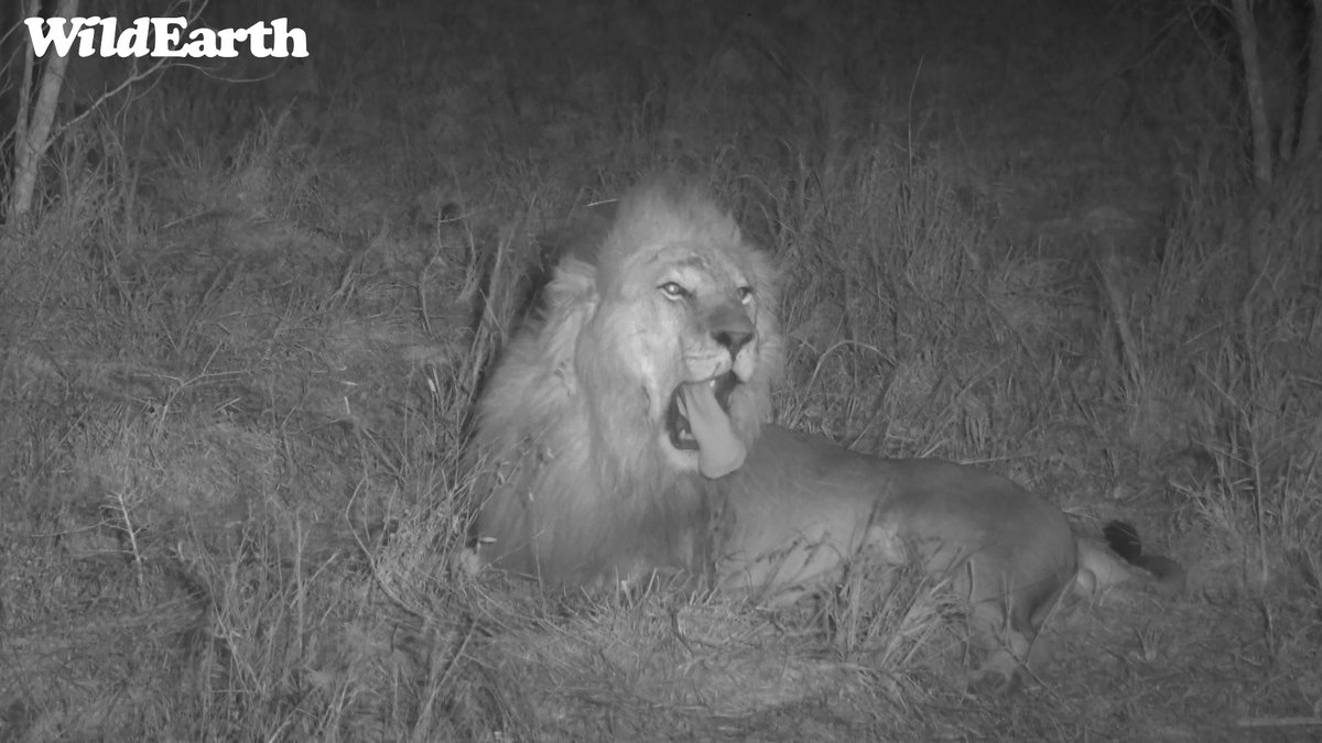 WildEarth's tweet photo. Thank you for joining us for a fantastic sunset safari! WE are back out and about bright and early, so don't miss out - 05h30 AM CAT! Can't wait to see you all there #Wildearth https://t.co/JTEwWmOBCA