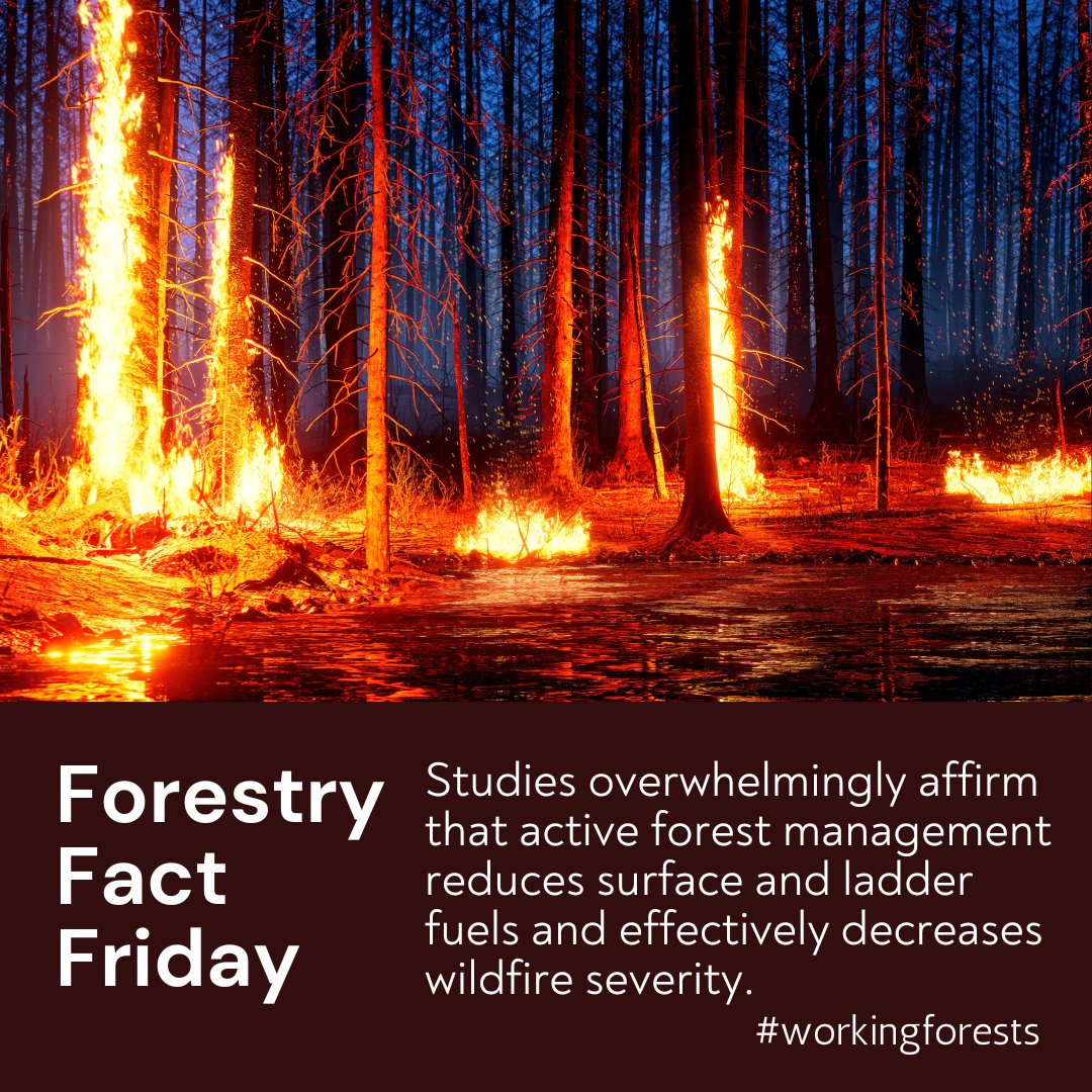WAWorkingForest's tweet image. #workingforests #forestfactfriday #DYK🌲