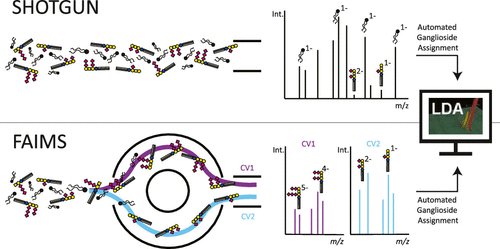 ACS Analytical Chemistry Journals (@an_chem) on Twitter photo FAIMS Shotgun Lipidomics workflow for Enhanced Class- and Charge-State
Separation complemented by Automated Ganglioside Annotation
#glycolipidtime
by <a href="/hohenwallk/">Katharina Hohenwallner</a> <a href="/gurugav69/">Prof. Gavin Reid</a> <a href="/EvelynRampler/">Ass. Prof. Evelyn Rampler</a> et al
To read more: go.acs.org/aVd FAIMS Shotgun Lipidomics workflow for Enhanced Class- and Charge-State
Separation complemented by Automated Ganglioside Annotation
#glycolipidtime
by <a href="/hohenwallk/">Katharina Hohenwallner</a> <a href="/gurugav69/">Prof. Gavin Reid</a> <a href="/EvelynRampler/">Ass. Prof. Evelyn Rampler</a> et al
To read more: go.acs.org/aVd