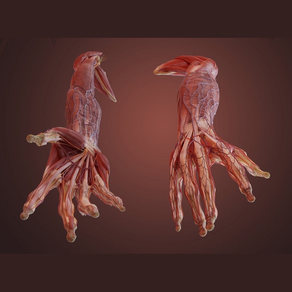 Hunterian Museum London tweet media