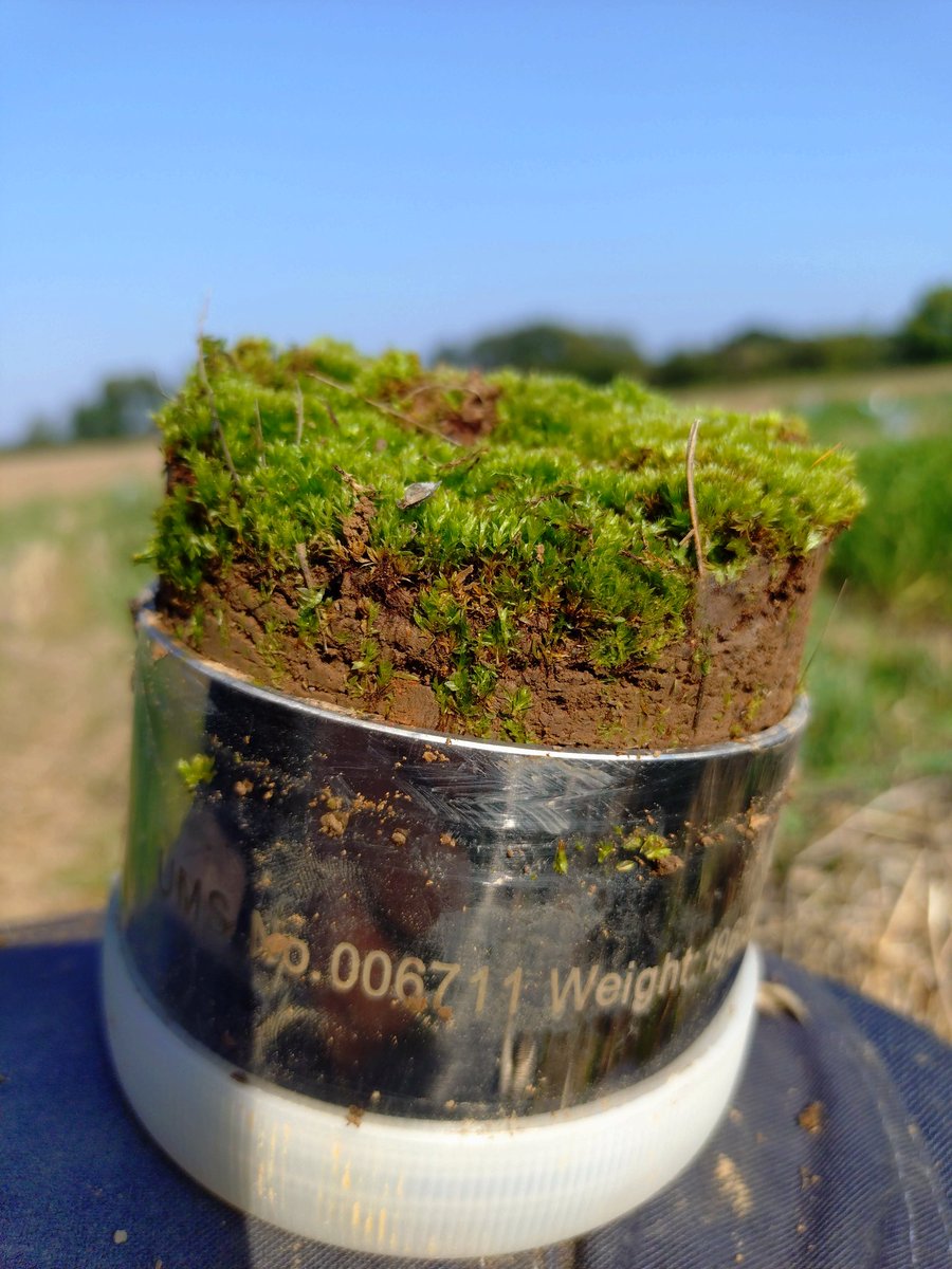 Borjana Arsova tweet media