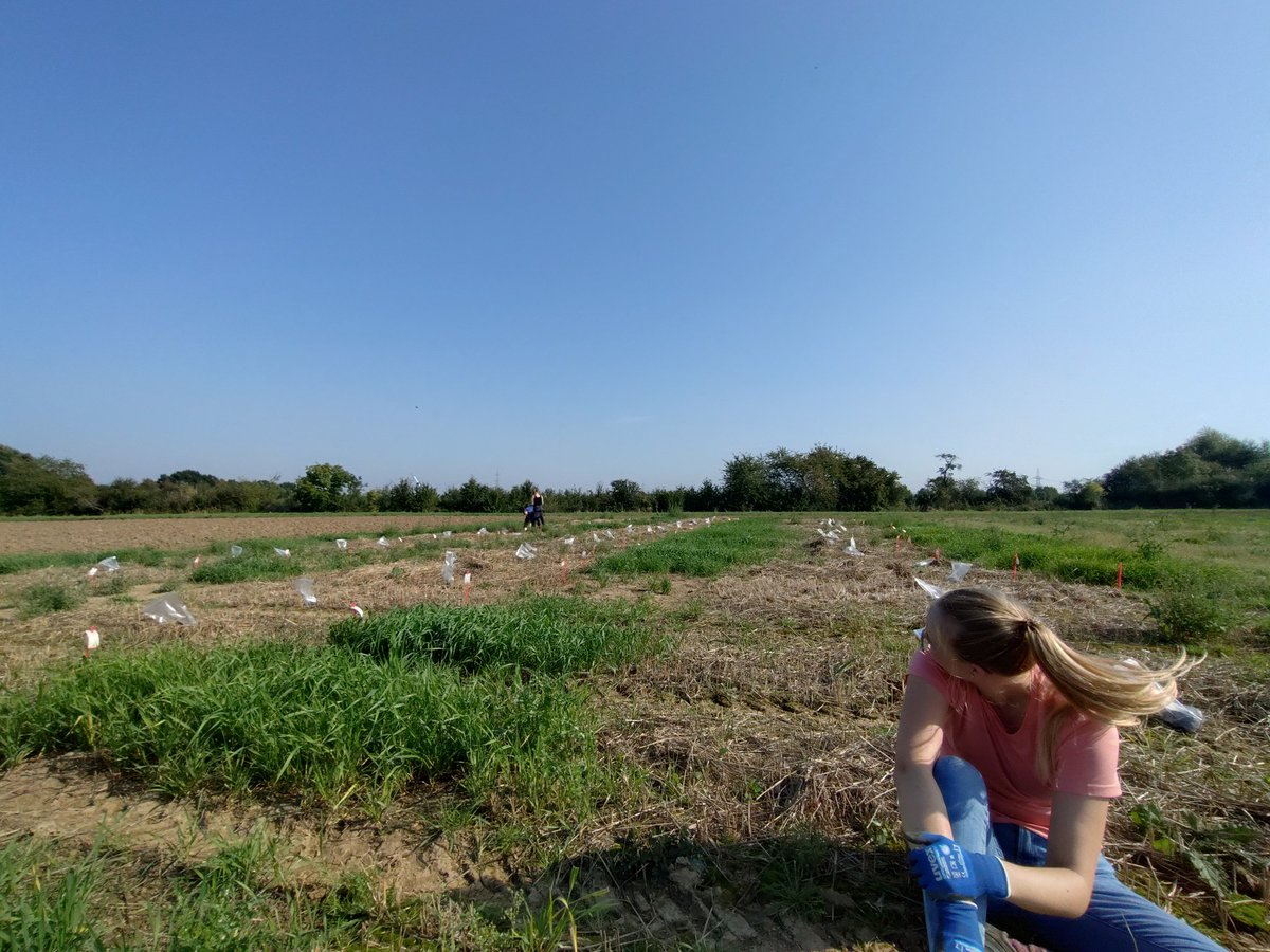 Borjana Arsova (@borjana_a) on Twitter photo Today we took the final #soil samples from our <a href="/wish_roots/">EJP Soil - WISH-ROOTS</a> field (<a href="/EJPSOIL/">EJP SOIL</a>) in campus Klein Altendorf. Now it is measure , measure, and analyze as far as field work is concerned. Can u guess what we r up to?
<a href="/Ibg2Root/">Root Dynamics Group - IBG2</a> <a href="/fz_juelich/">Forschungszentrum Jülich | @fzj@social.fz-juelich</a> <a href="/UniBonn/">Rheinische Friedrich-Wilhelms-Universität Bonn</a> #soilhealth #roots Today we took the final #soil samples from our <a href="/wish_roots/">EJP Soil - WISH-ROOTS</a> field (<a href="/EJPSOIL/">EJP SOIL</a>) in campus Klein Altendorf. Now it is measure , measure, and analyze as far as field work is concerned. Can u guess what we r up to?
<a href="/Ibg2Root/">Root Dynamics Group - IBG2</a> <a href="/fz_juelich/">Forschungszentrum Jülich | @fzj@social.fz-juelich</a> <a href="/UniBonn/">Rheinische Friedrich-Wilhelms-Universität Bonn</a> #soilhealth #roots