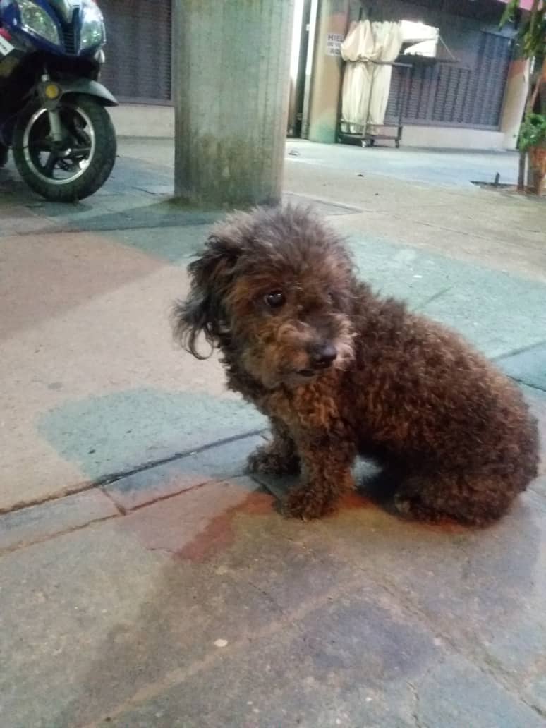 Mundo INFINITOANIMAL (@infinitoanimal2) on Twitter photo Este perrito se encuentra por la Panadería Ofantina en Juan Pablo II (17/09/24). Fue abandonado o está extraviado. Se requiere temporal mientras aparece su dueño u hogar definitivo en caso de que haya sido abandonado. Contacto: 04143701036 <a href="/PerroUsuario/">PerroUsuario Wof '•'</a> <a href="/NuriTrejo/">Nutrecajo</a> <a href="/yaracalcagno/">yara calcagno</a> Este perrito se encuentra por la Panadería Ofantina en Juan Pablo II (17/09/24). Fue abandonado o está extraviado. Se requiere temporal mientras aparece su dueño u hogar definitivo en caso de que haya sido abandonado. Contacto: 04143701036 <a href="/PerroUsuario/">PerroUsuario Wof '•'</a> <a href="/NuriTrejo/">Nutrecajo</a> <a href="/yaracalcagno/">yara calcagno</a>