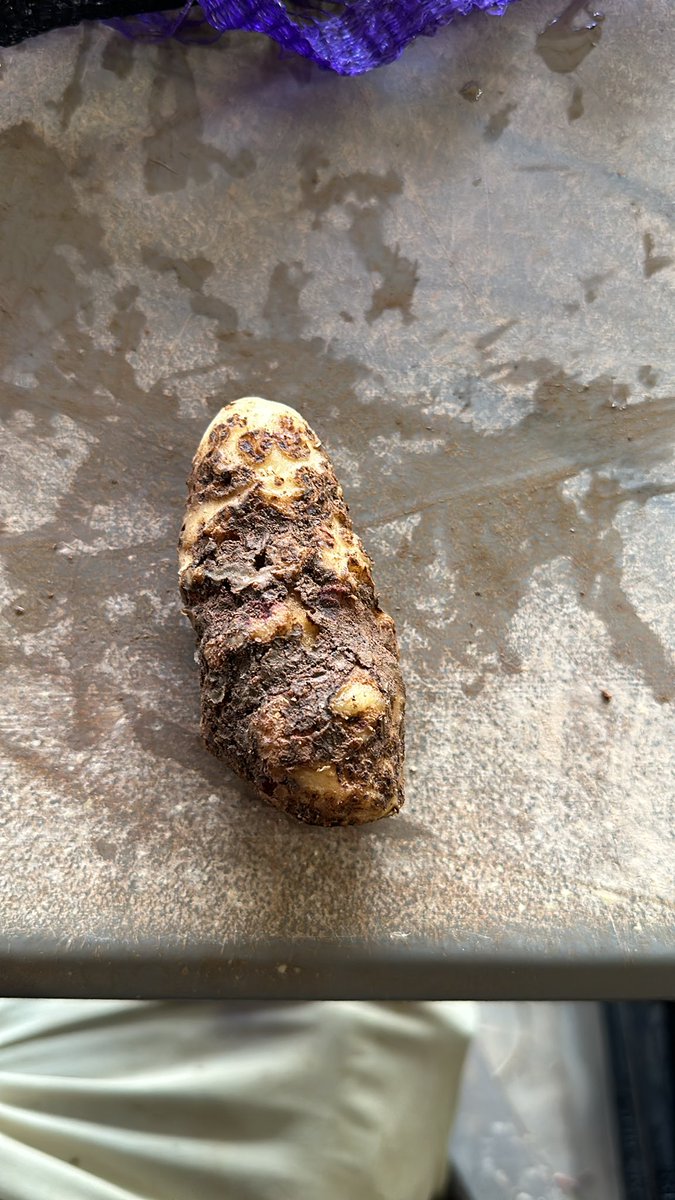 Potato harvest time at Atlantic AgriTech and first up is rating some scab trials… no question we have some good scab pressure!
