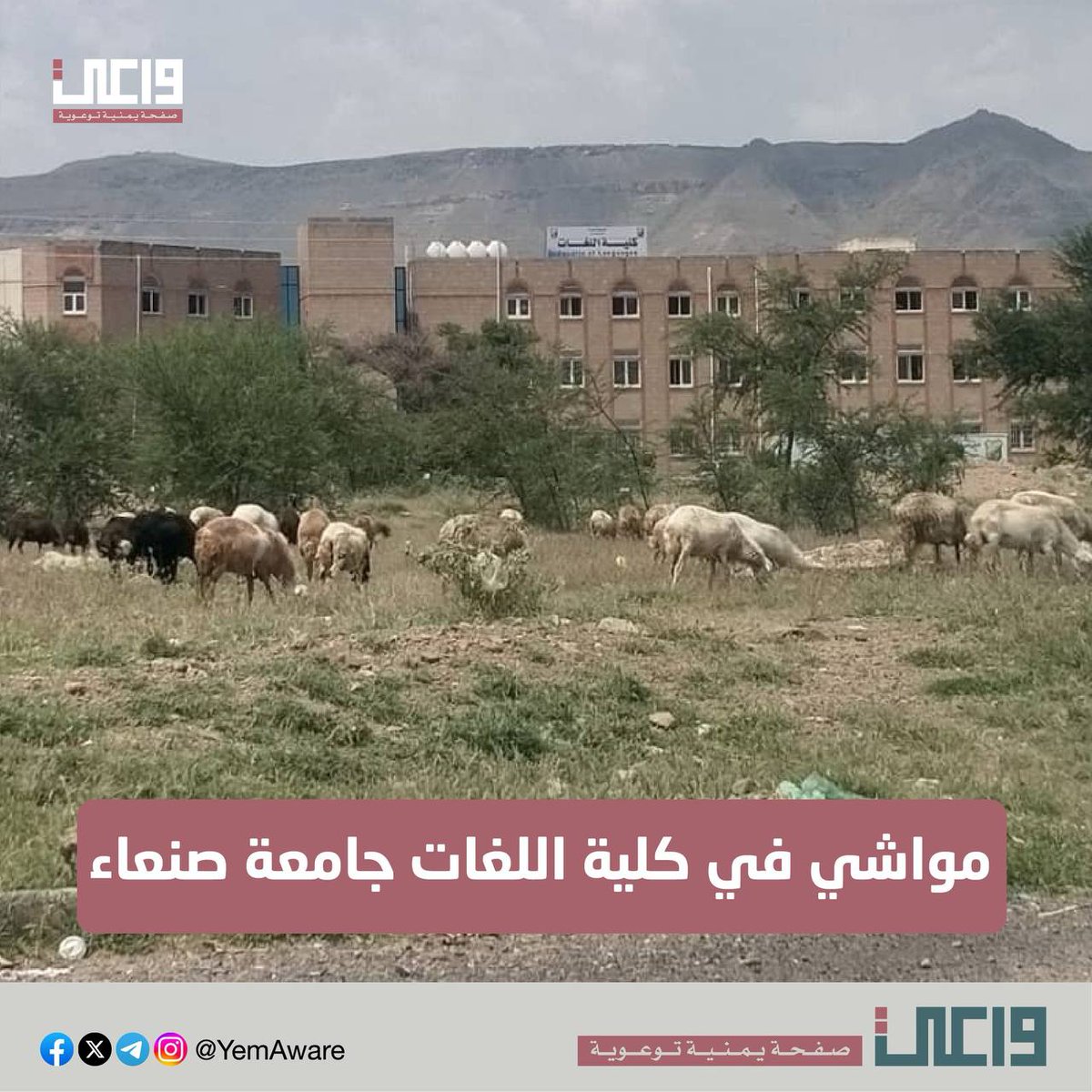 AwareYemen's tweet photo. ุฃูุด ุจุชูุนู ูุฐู ุงูู
ูุงุดู ุฃู
ุงู
ูููุฉ ุงููุบุงุชุ
ูุง ุฑุฆูุณ ุงูุฌุงู
ุนุฉุ ููู ุฃููู!
ู #ุฎููู_ูุงุนู https://t.co/duwTfAfTCU