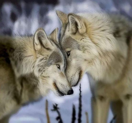 wolfempiree's tweet photo. 𝐀𝐫𝐞 𝐲𝐨𝐮 𝐚 𝐇𝐮𝐠 𝐅𝐚𝐧 𝐨𝐟 𝐖𝐨𝐥𝐯𝐞𝐬 𝐉𝐮𝐬𝐭 𝐭𝐲𝐩𝐞 𝐛𝐢𝐠 𝐘𝐄𝐒🥰🥰 https://t.co/wwTYVuuXam