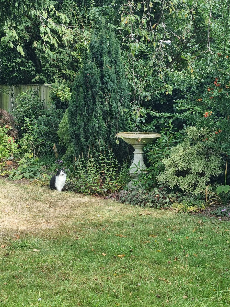 Here's a blurry #HedgewatchForBibi. It's me, Wilf, waiting for a snack by the birdbath - mum was not happy.
We all send purrs to Bibi's loved ones 🐾❤️
Flower, Mack and Wilf x