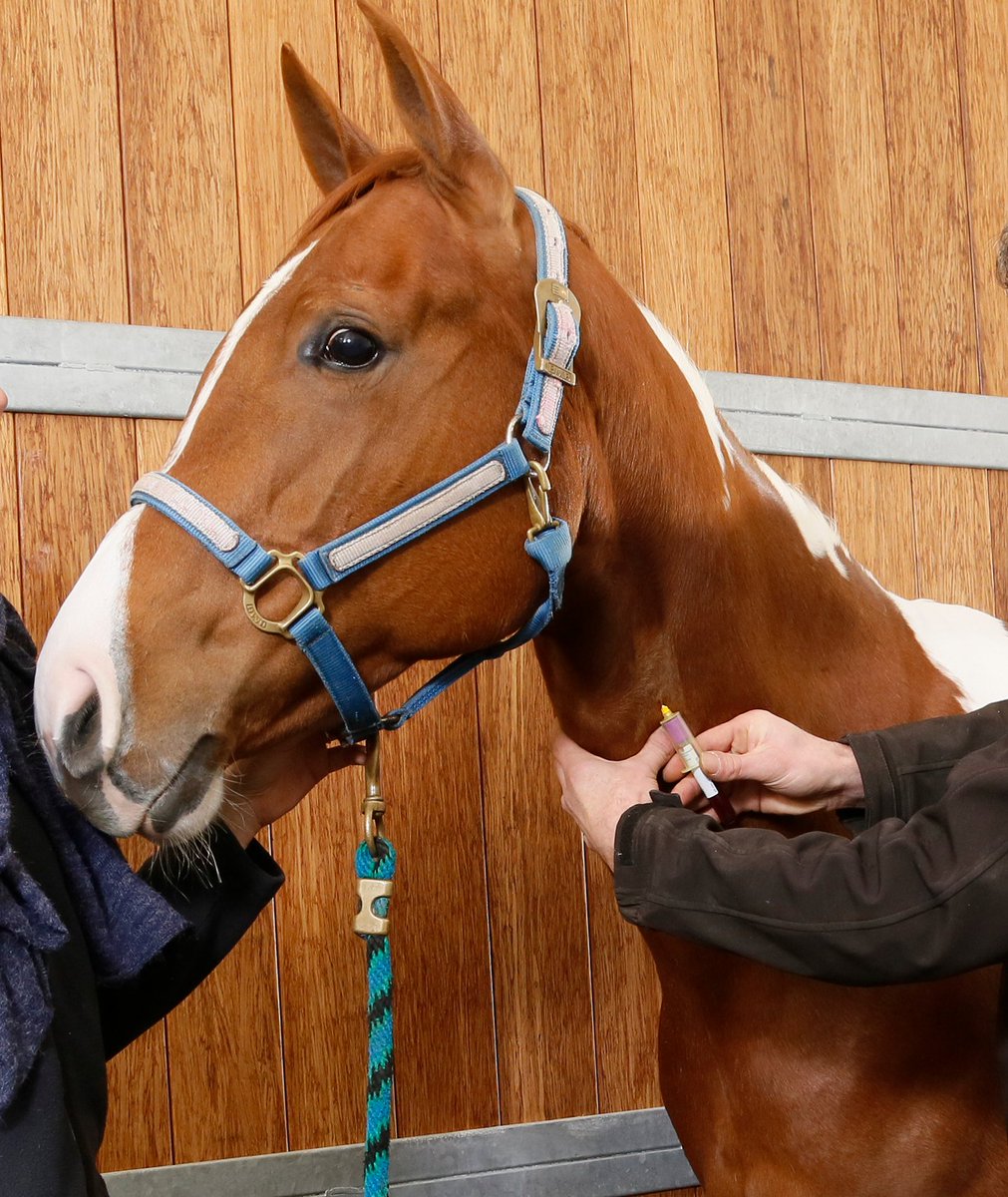 Jouw kennis verdiepen in het interpreteren van bloeduitslagen bij paarden? Meld je dan nu aan voor onze cursus en 𝗼𝗻𝘁𝘃𝗮𝗻𝗴 𝟭𝟬𝟬 𝗲𝘂𝗿𝗼 𝗸𝗼𝗿𝘁𝗶𝗻𝗴 van Boehringer Ingelheim. Je betaalt dan 279 in plaats van 379 euro. Reserveer nu, vol=vol!
gddiergezondheid.nl/bloeduitslagen…