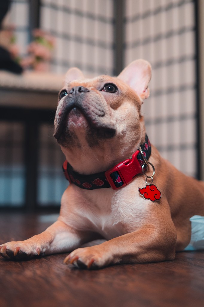 Pawsonify's tweet photo. For pets with a purpose—introducing the Akatsuki collar and tag. The red cloud symbolizes justice, now for your pet! 🐾🌩️
#NarutoShippuden #NarutoFan #NarutoCosplay #NarutoPets #HakuNaruto #Pawsonify #PetCosplay #PetAccessories #PetStyle #CosplayPets #NarutoLover https://t.co/tY0i9wYWx1
