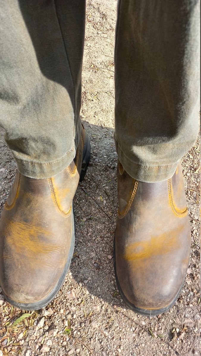 PGGWrightson_UY's tweet photo. Primera evaluación de Roya de Hoja en nuestro Plantel de Mejoramiento de Avenas Forrajeras. Ya hay interesantes diferencias entre materiales! A seguir seleccionando! https://t.co/TCzypU41Zf