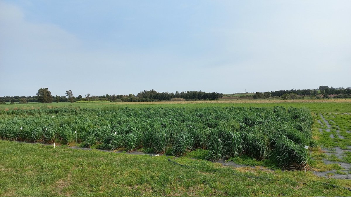 PGGWrightson_UY's tweet photo. Primera evaluación de Roya de Hoja en nuestro Plantel de Mejoramiento de Avenas Forrajeras. Ya hay interesantes diferencias entre materiales! A seguir seleccionando! https://t.co/TCzypU41Zf