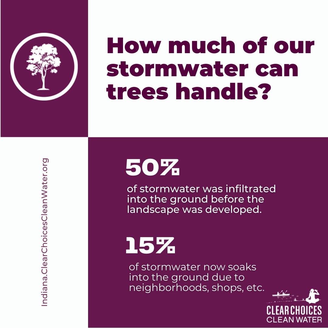 One inch of rainfall on a one-acre parking lot produces 27,000 gallons of stormwater. (Water Quality Information Center, USDA, 2008) One study showed that a 40-yr Japanese zelkova tree can intercept 85% of rainfall in an average storm(Xiao, 2016).