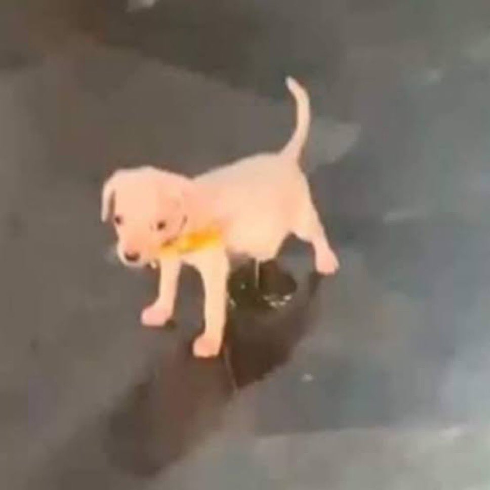 🇲🇽 México Mágico ✨ tweet media